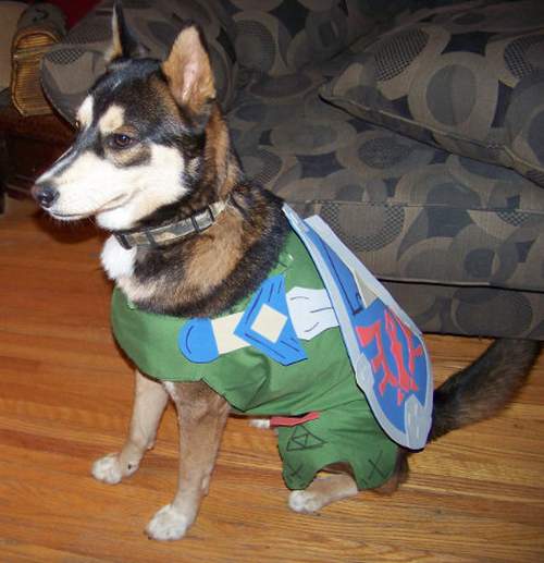 link-dog-1