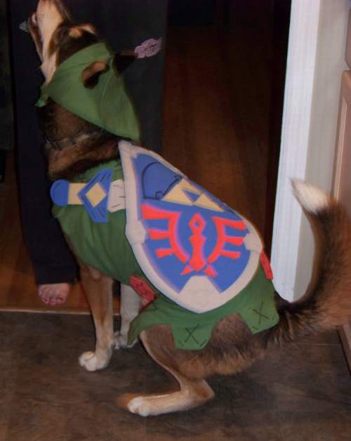 link-dog-2