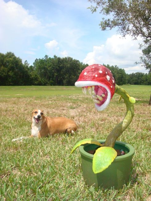 piranha plant diy