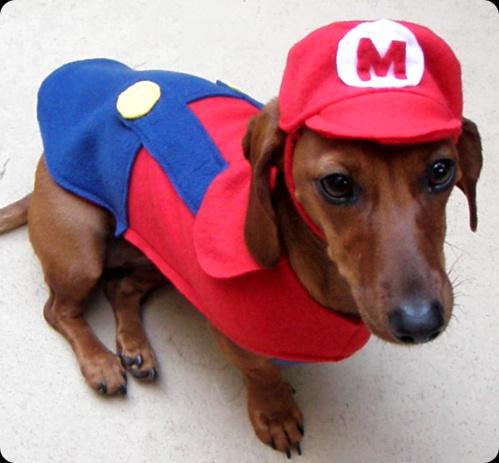 super mario dog