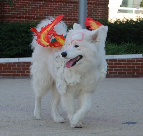 Amaterasu Walking by volko-dav